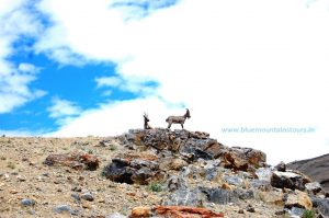 spiti